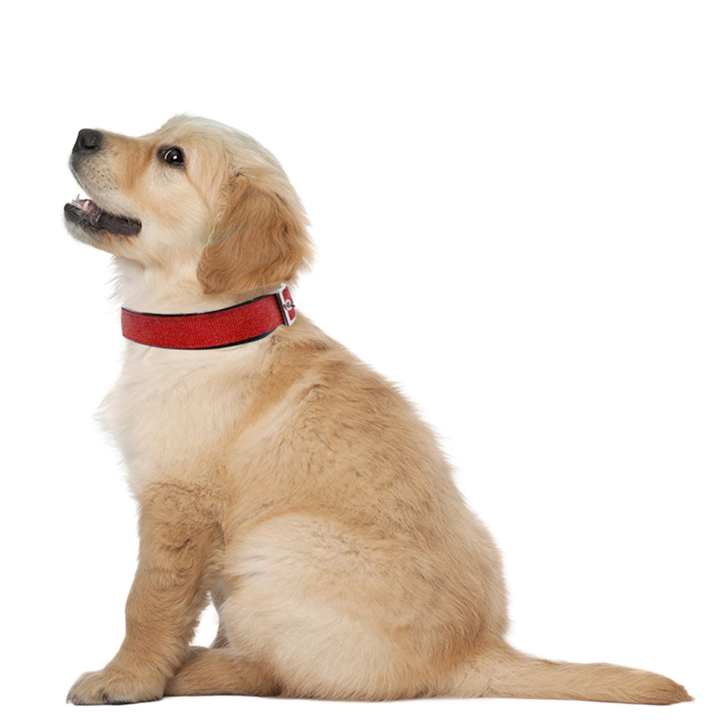 Dog Collars for Large Dogs Padded Dog Collar Red, XL