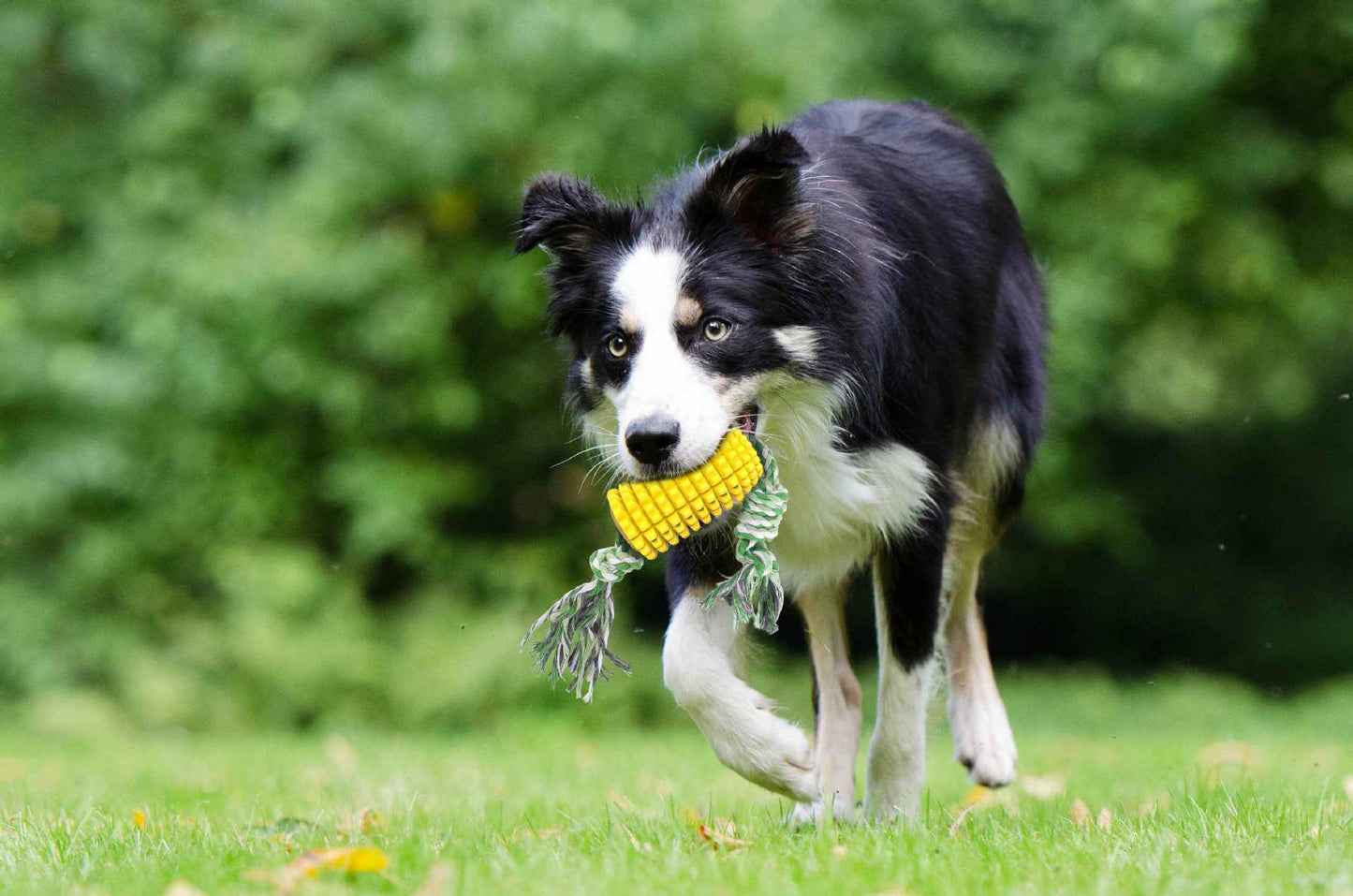 Pet Supplies Dog Toys Molar Sticks Resistant to Bite Clean Teeth Bone Toothbrush Corn Belt Rope
