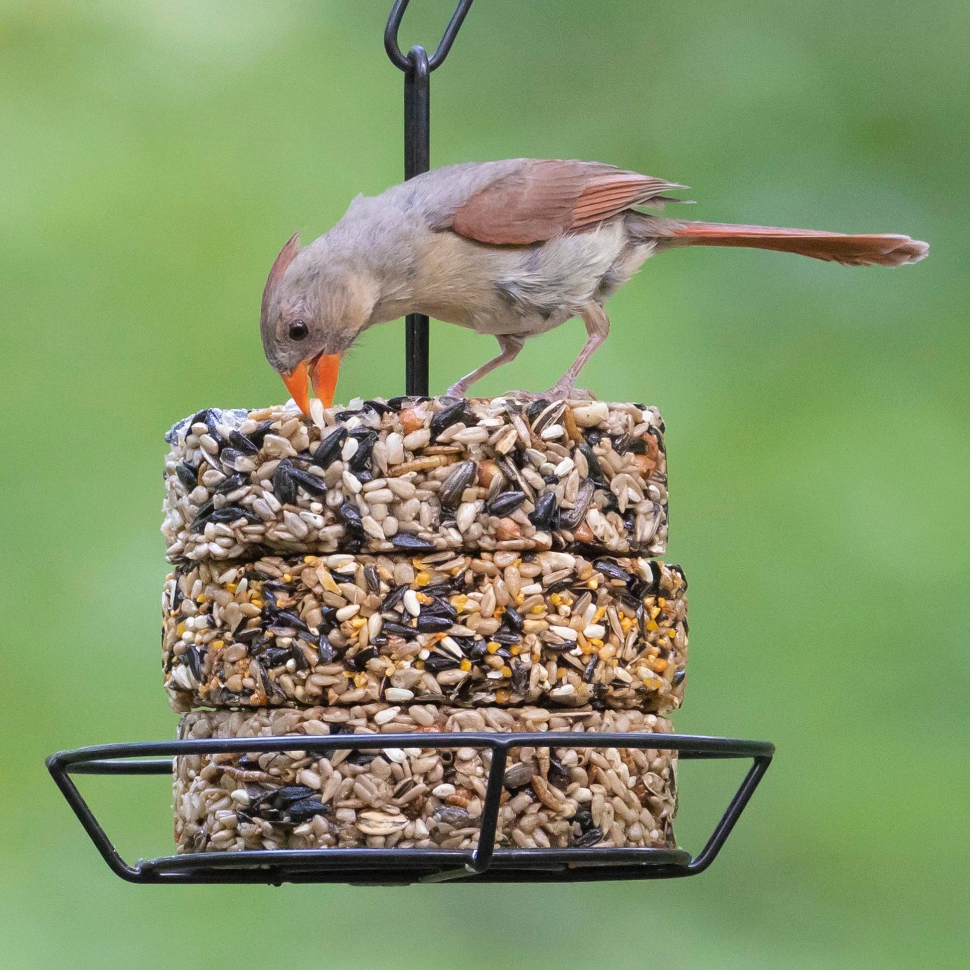 (2 Pack)  Mealworm Snack Stack Wild Bird Food, Dry, 1 Count per Pack, 7 Oz.
