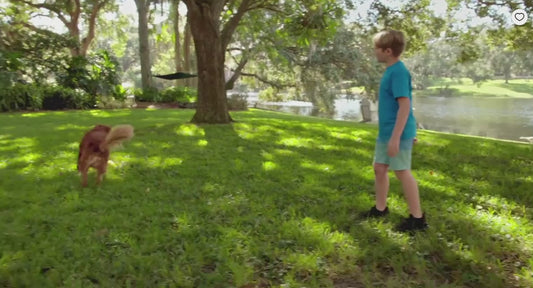 Burt's Bees for Dogs Natural Waterless Shampoo Spray with Apple and Honey | Dry Dog Shampoo for All Dogs and Puppies | Best Puppy and Dog Spray | Cruelty Free, Sulfate & Paraben Free, 10 Ounces